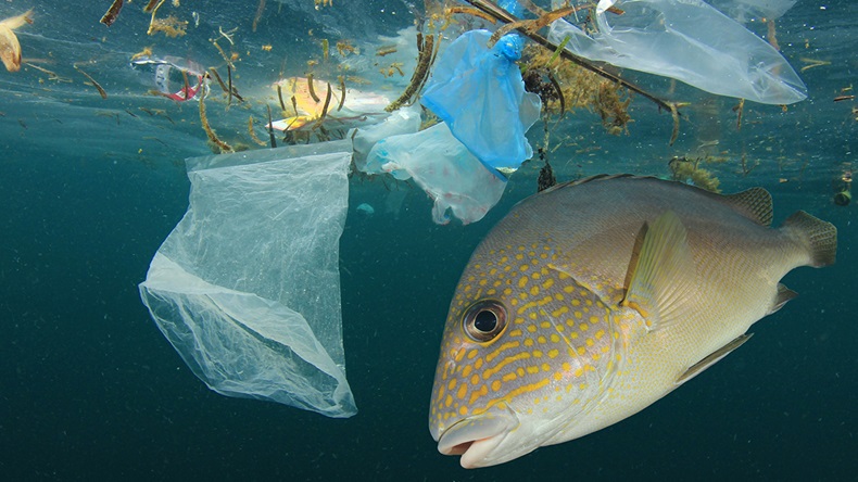 Rich Carey/Shutterstock.com