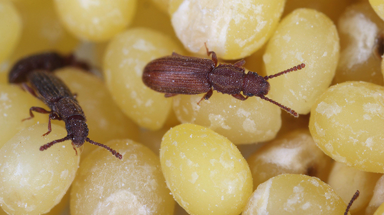 Insects pests on millet seeds. Tomasz Klejdysz / Alamy Stock Photo