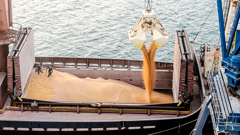 Close up export corn, an aerial view
