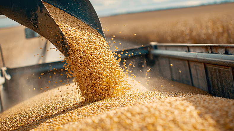 A large machine pours freshly harvested soybeans into a truck