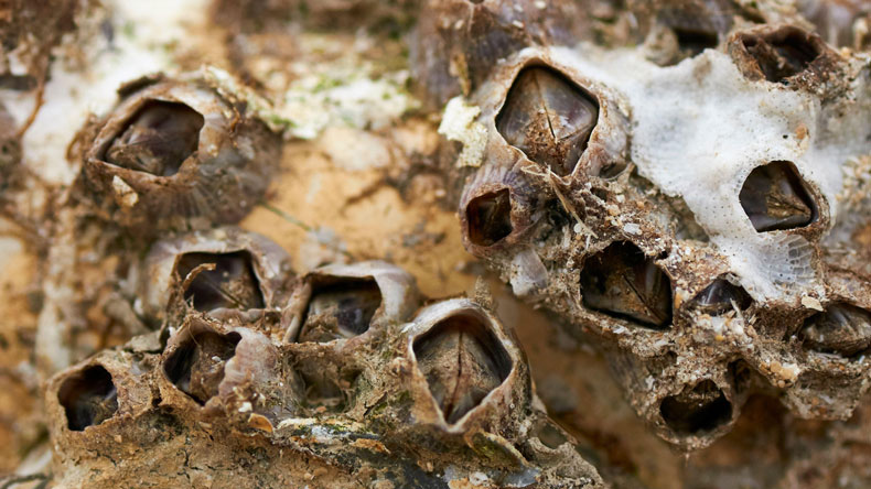Striped barnacles or purple acorn barnacles (Amphibalanus amphitrite) on a ship hull