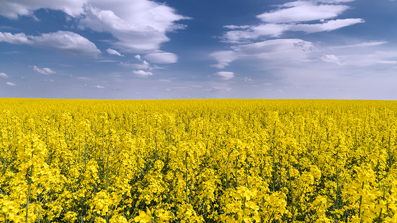 Blooming rapeseed under blue sky with white clouds