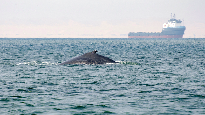 Whale at the surface with ship in background