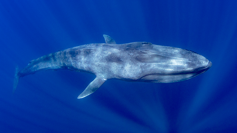 Whale under the surface