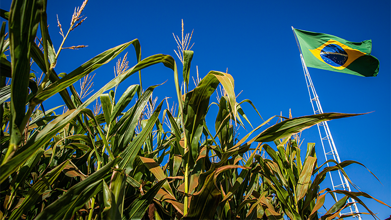 Maize corn field Brazil field blue sky