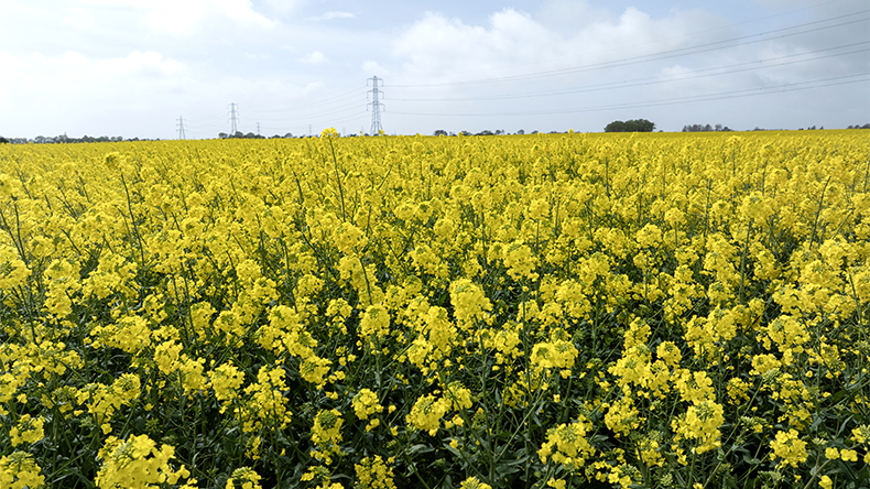 Aerial view fields of oilseed rape (also known as rapeseed) bloom on in England. The yellow crop is grown for for a variety of uses including vegetable oil, animal feed, and biodiesel