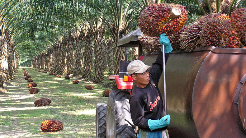 Malaysian oil palm plantation worker