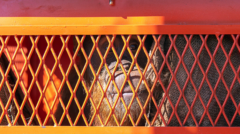 Sumatran orangutan in a cage