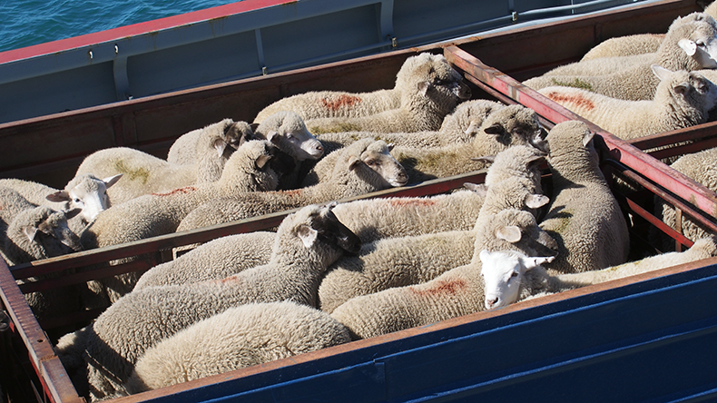 Sheep being put on a ship and transported from Ushuaia to Punta Arenas (Argentina to Chile)